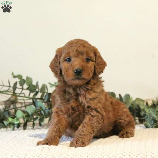 Bella, Mini Goldendoodle Puppy